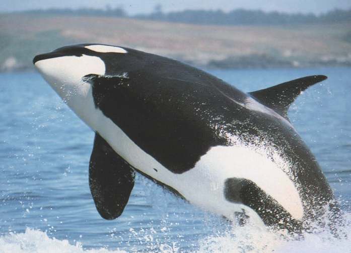 Killer_Whale_Jumping-1.jpg