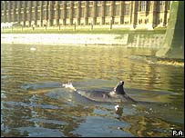 LondonWhale-1.jpg
