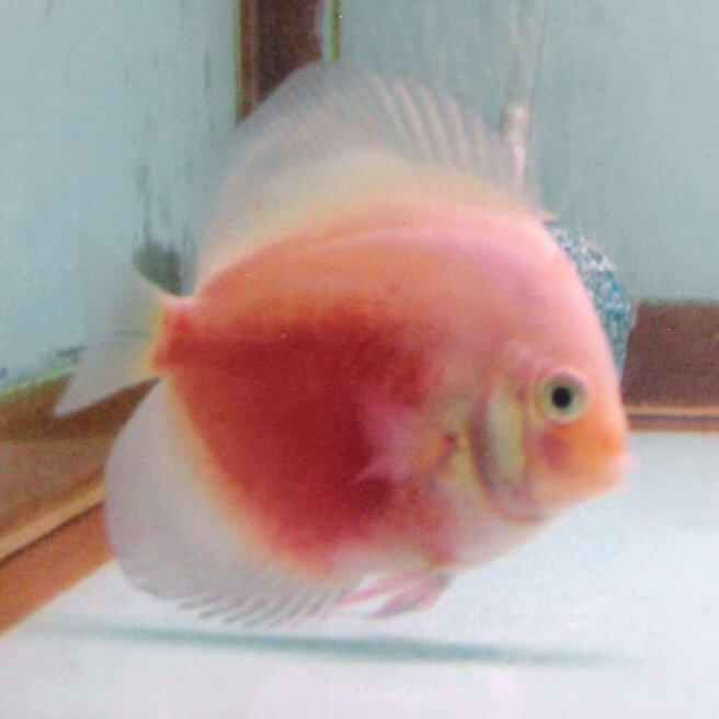 Ornamental_Tropical_Fish-1.jpg