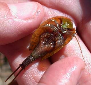 Triops2-1.jpg