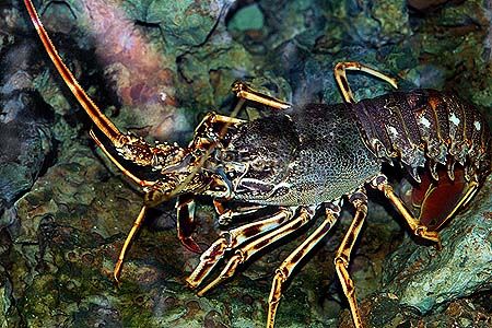 World039sOldestLobster3-1.jpg