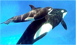 _1858365_orca300-1.jpg