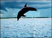 _39463177_dolphins_bbc203-1.jpg