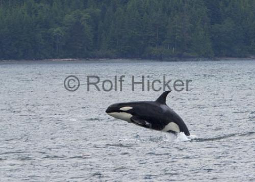 babykillerwhale_1697-1.jpg