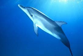 bottlenose-1.jpg