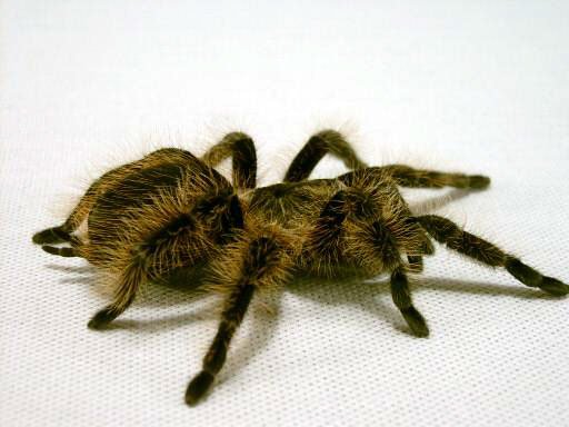 curly_haired_tarantula-1.jpg