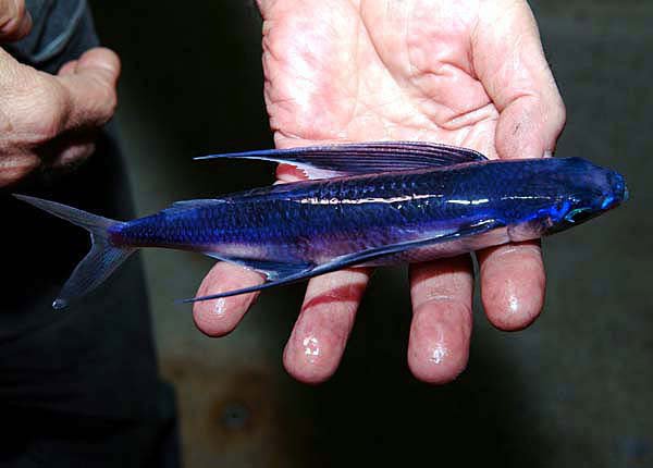 flying_fish_050303_big-1.jpg