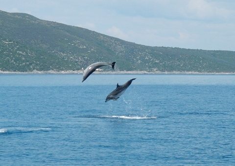 jumpingdolphins2480-1.jpg