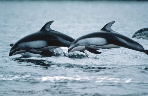 oceanbiomes_99-1.jpg