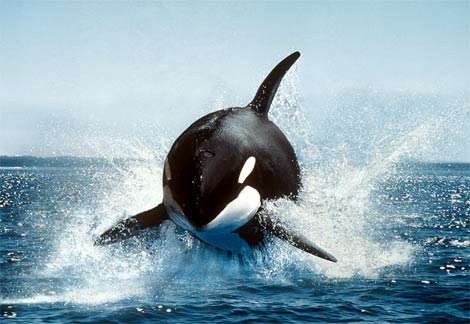 orcakillerwhale-1.jpg