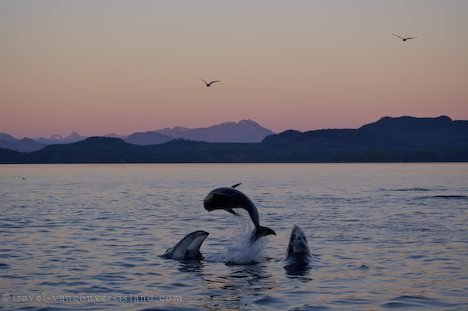 pacificwhitesideddolphins_145-1.jpg