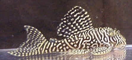 queen_arabesque_pleco-1.jpg