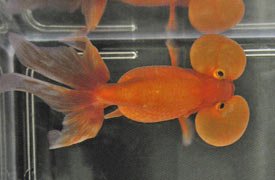 red_bubble_eye_20052-1.jpg