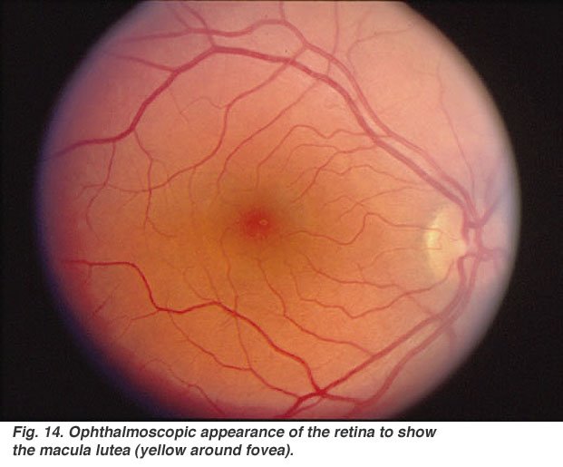 retina-1.jpeg