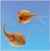 triops-1.jpg