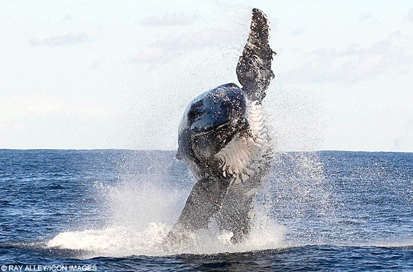 whale1DM0406_600x396-1.jpg