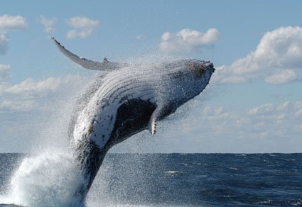 whale20breach20web-1.jpg