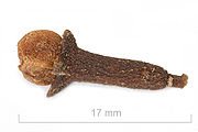 180pxCloveCloseUp-1.jpg