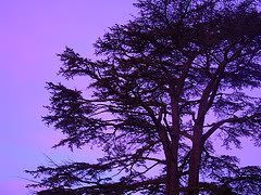 2137464833_40c6732761_m-1.jpg