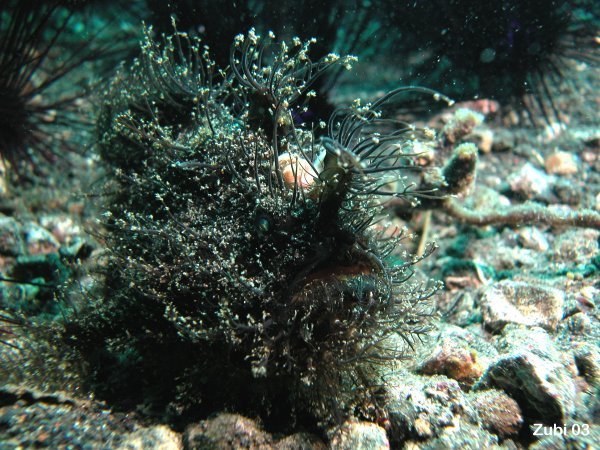Antennariusstriatus4-1.jpg