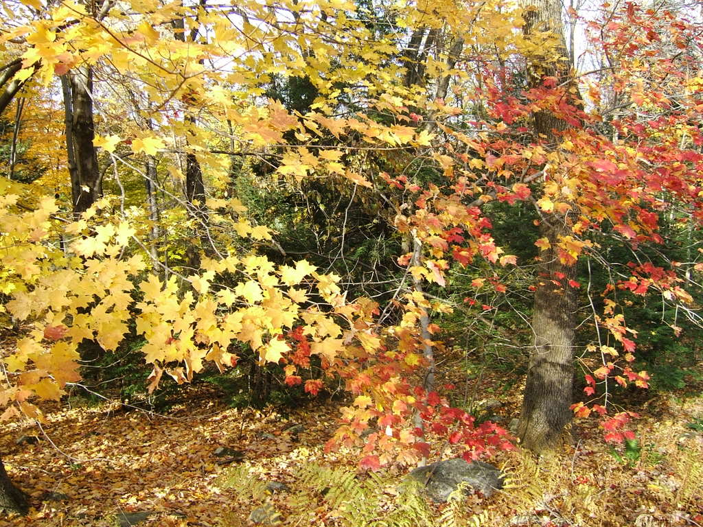 DSCF2025-1.jpg