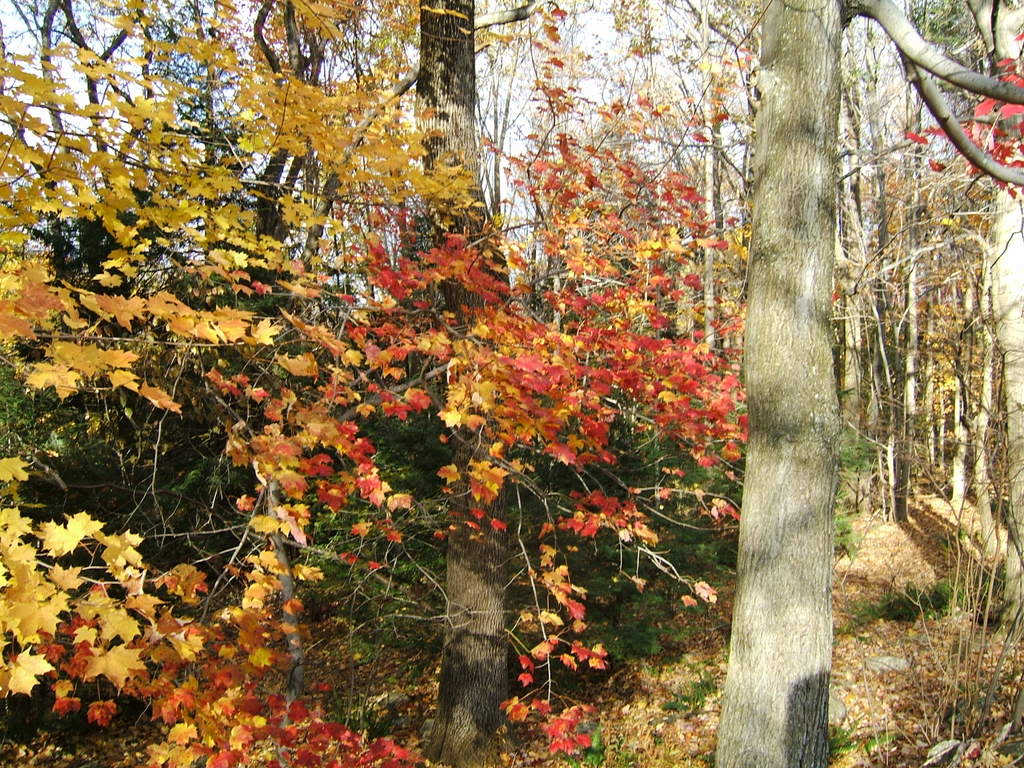 DSCF2026-1.jpg