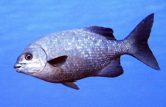 Dreamfish-1.jpg
