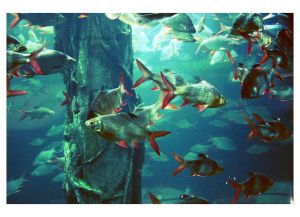 Just_Keep_Swimming_by_EnigmaticEntity-1.jpg