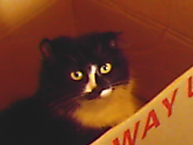 Picture474-1.jpg