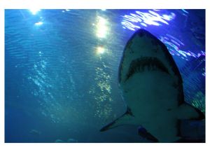 Shark_by_EnigmaticEntity-1.jpg