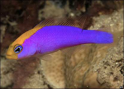 _42100386_purplefish_ap-1.jpg