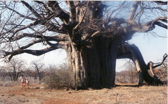 baobabtreesmall-1.jpg