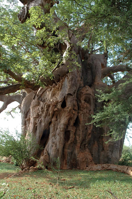 bsp_baobab_tree_413699-1.jpg