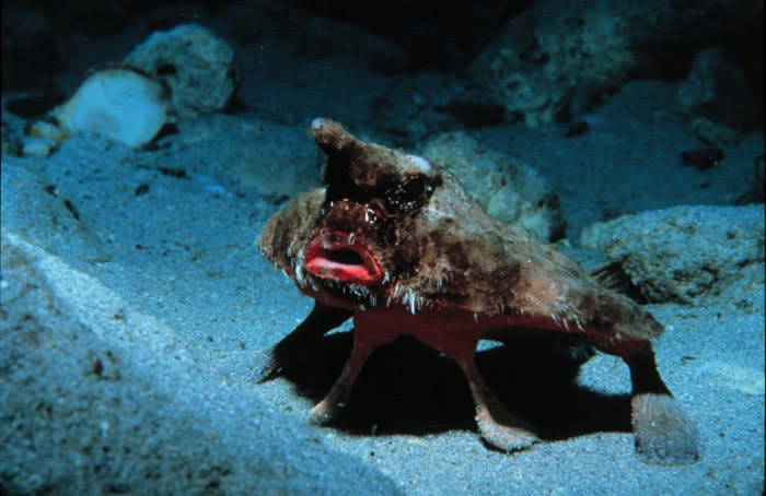 ig54_bat_fish_02-1.jpg