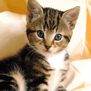 kitty1ep-1.gif