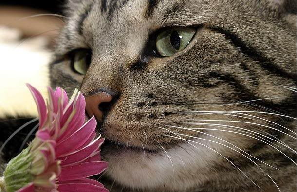 kitty20smelling20flower1-1.jpg