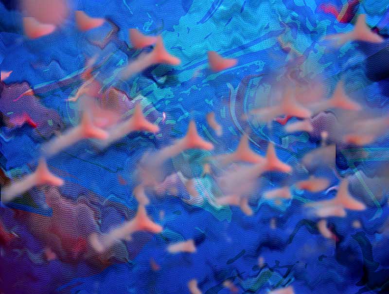 pink_fish_perfection_800px-1.jpg