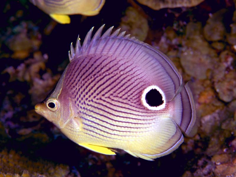 superpurplefish-1.jpg
