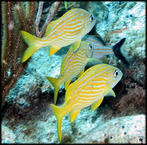 yellow_fish2JPG-1.jpg