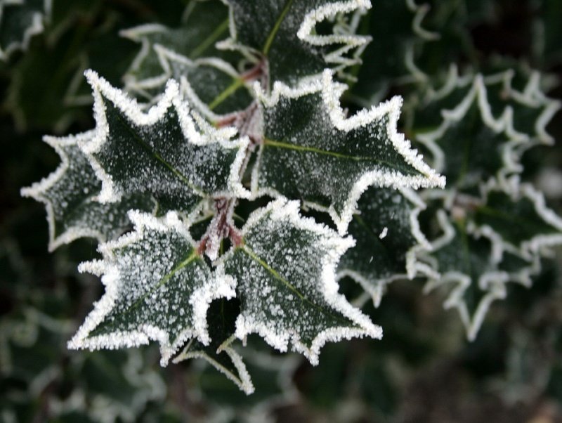 FrozenHolly-1.jpg