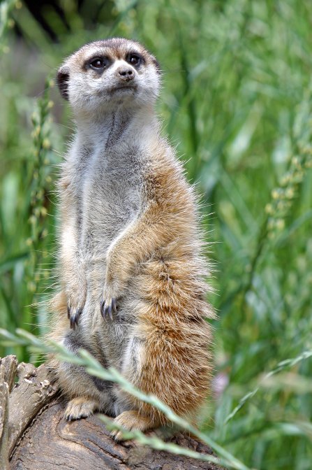 Meerkatm-1.jpg