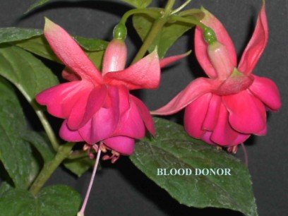blood20donor-1.jpg