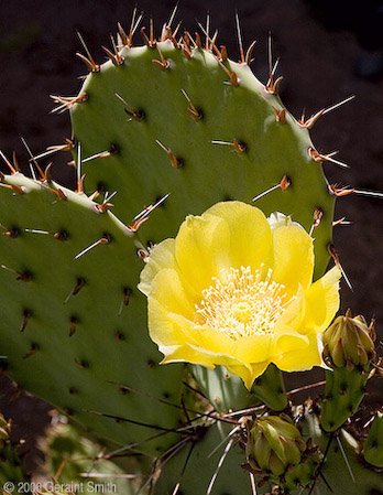 cactus_9305-1.jpg