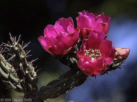 cholla_2875-1.jpg