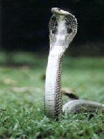 cobra-1.jpg