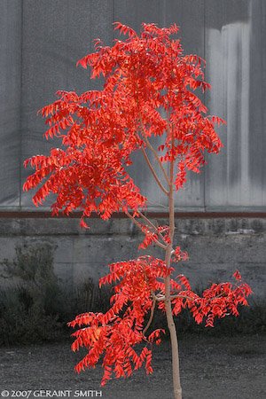 colors_8782-1.jpg