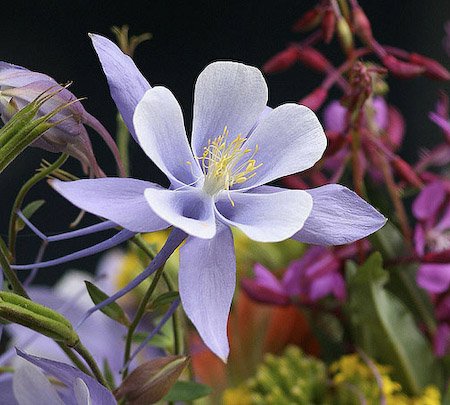 columbine1_0074-1.jpg