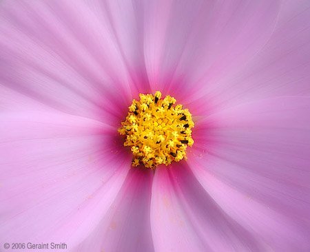 cosmos-1.jpg