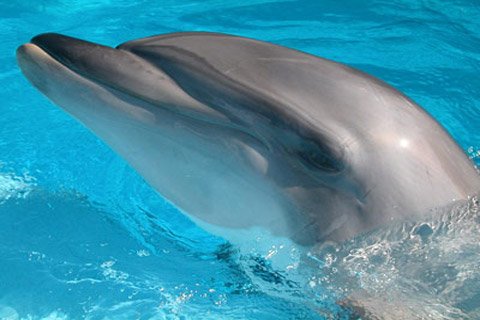dolphin 1 - Big white shark