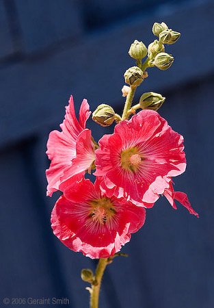 hollyhocks_5078-1.jpg